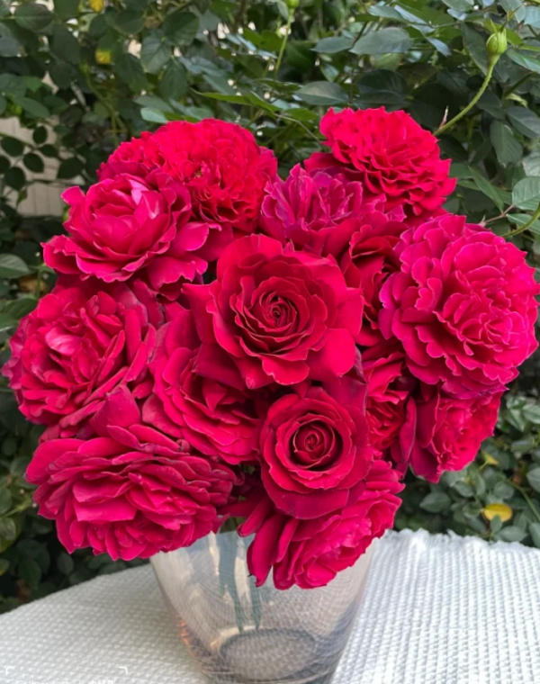 Colline Rouge Rose丨Your roses