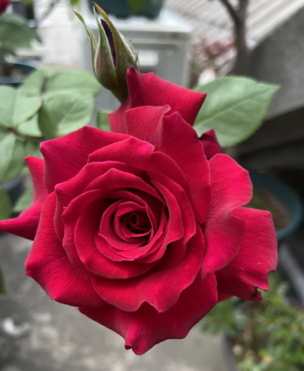Rose Colline Rouge丨Your roses