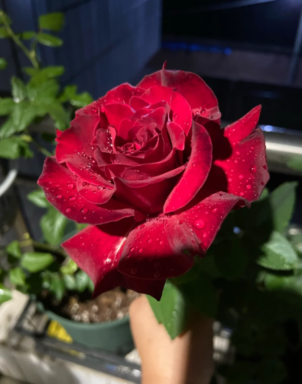 Colline Rouge Roses丨Your roses
