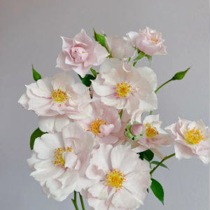 Coup de Coeur Rose丨Your roses