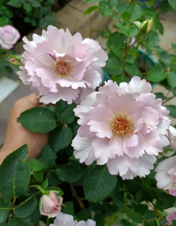 Couture Rose Tilia Plant丨Your roses