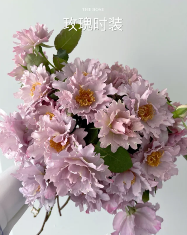 Couture Rose Tilia for sale丨Your roses