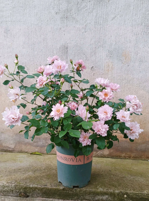Couture Rose Tilia Plant for sale丨Your roses
