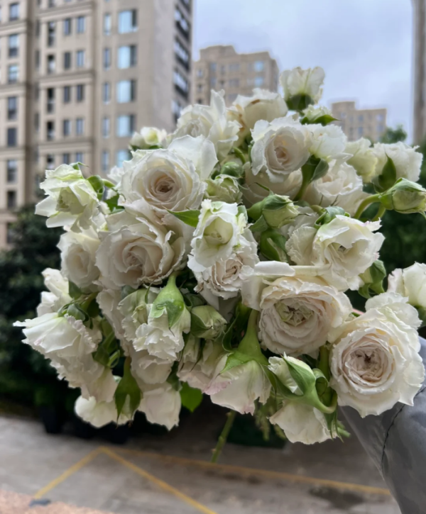 Creed Rose for sale丨Your roses