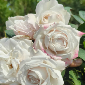 Creed Rose丨Your roses