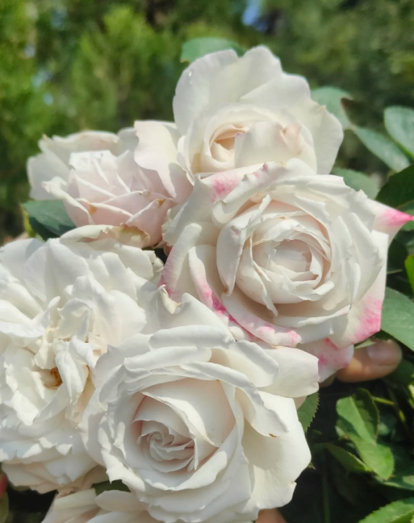 Creed Rose丨Your roses