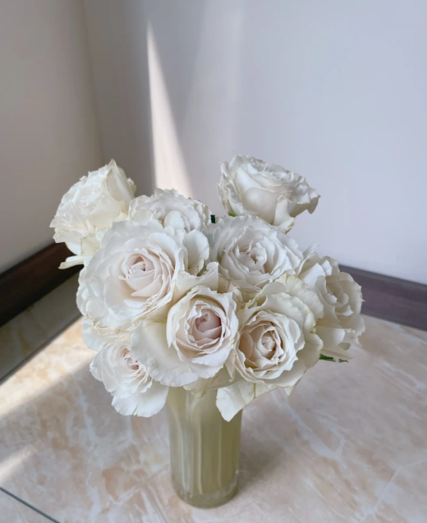Creed Rose Plant丨Your roses