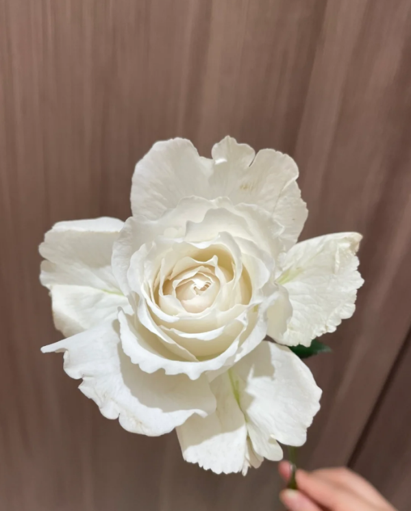 Creed Roses丨Your roses