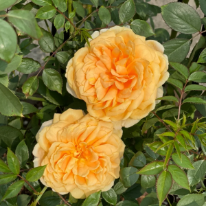 Crochet Rose for sale丨Your roses