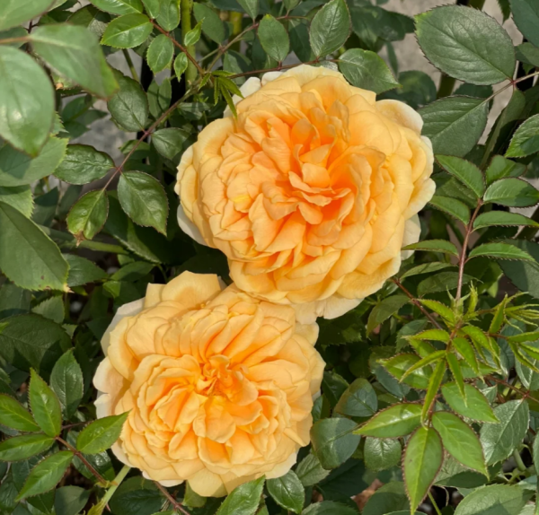 Crochet Rose for sale丨Your roses