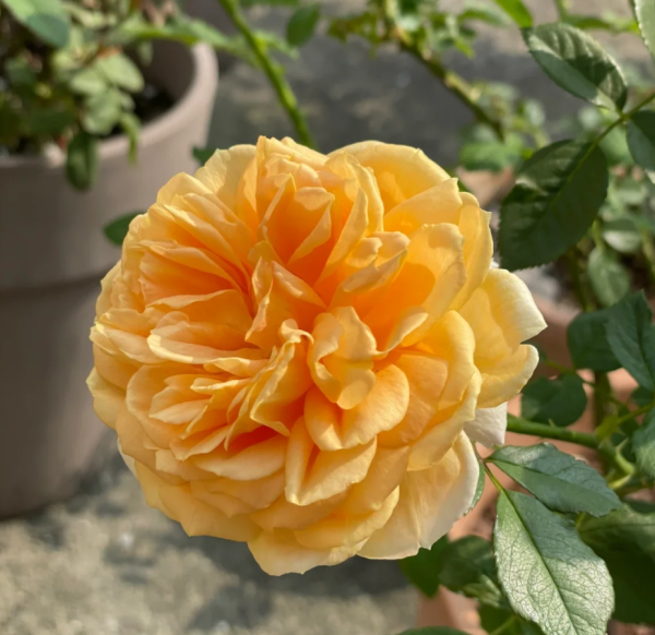 Crochet Rose丨Your roses