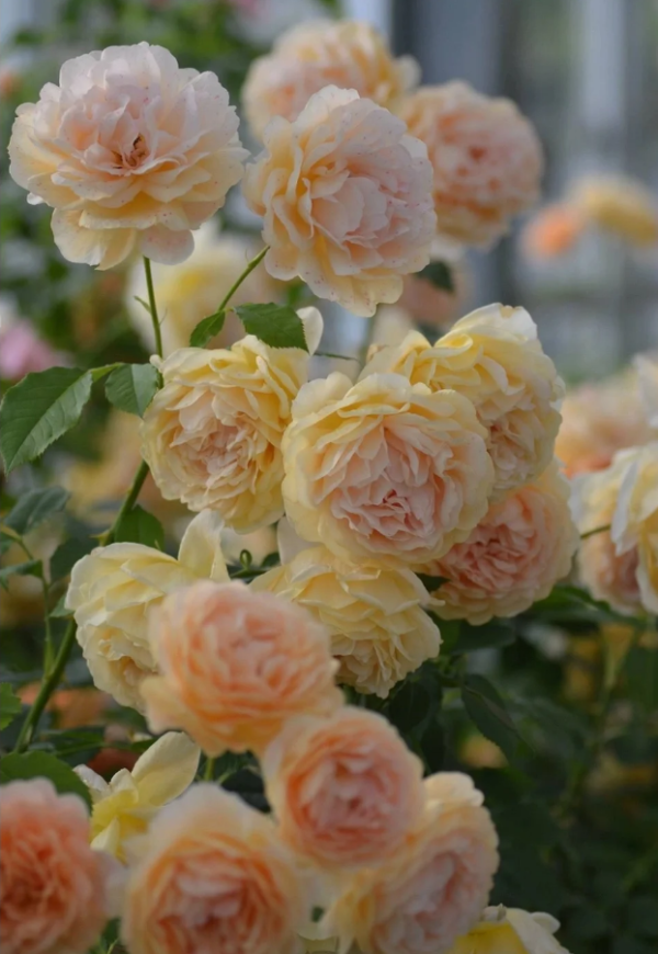 Rose Crochet丨Your roses