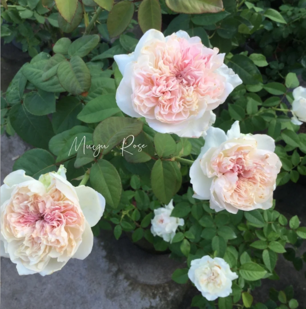 Crochet Rose for sale丨Your roses