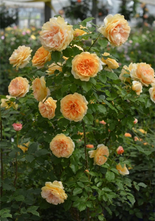Crochet Rose Plant丨Your roses