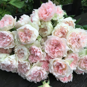 Rose Crochet丨Your roses