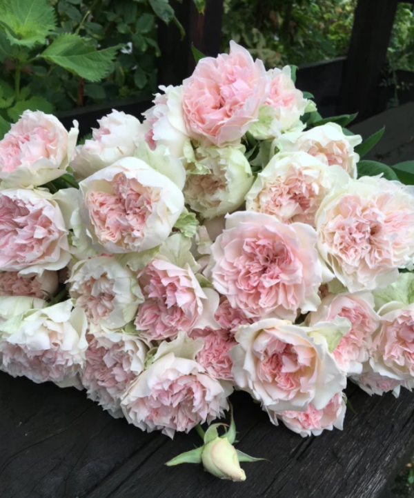 Rose Crochet丨Your roses
