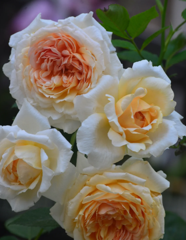 Crochet Roses丨Your roses