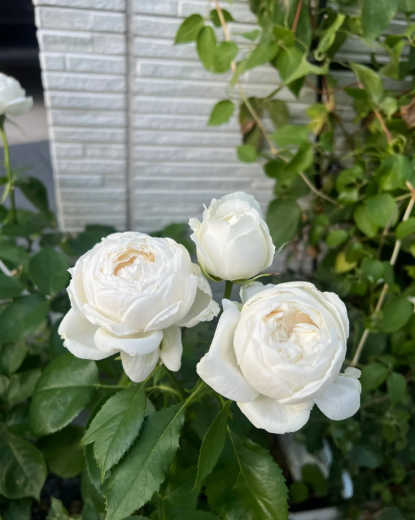 Cygne Antike Rose Plant丨Your roses