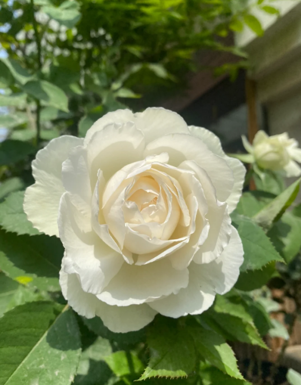 Cygne Antike Rose for sale丨Your roses