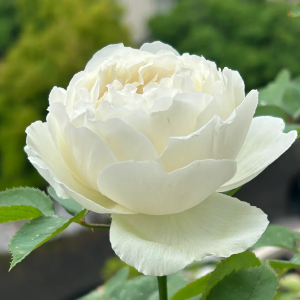 Cygne Antike Rose丨Your roses