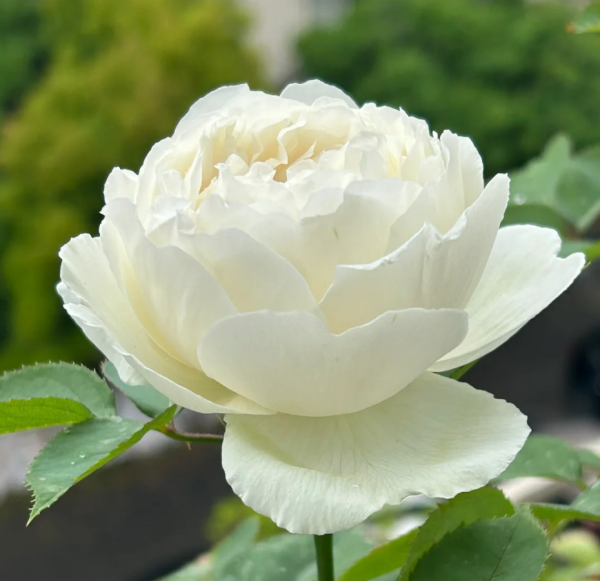 Cygne Antike Rose丨Your roses