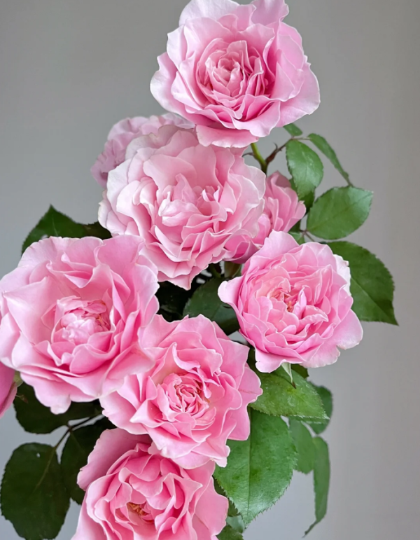 Daphne Rose Plant for sale丨Your roses
