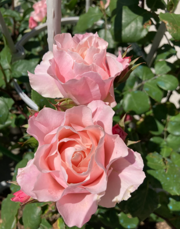 Daphne Rose for sale丨Your roses