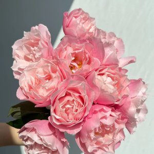 Daphne Rose丨Your roses