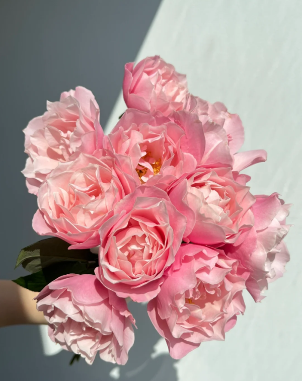 Daphne Rose丨Your roses