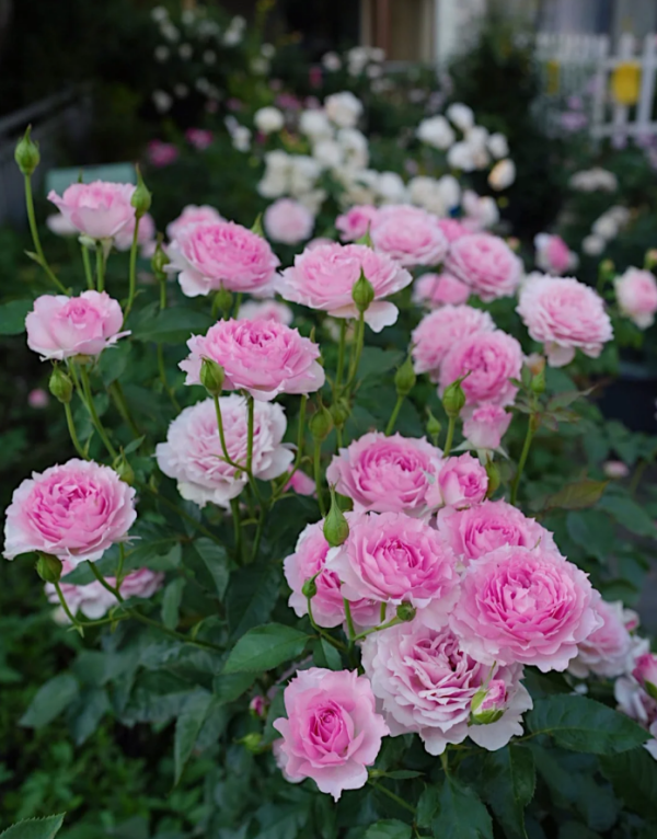 Doniazade Roses丨Your roses