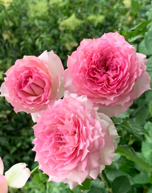 Pink Sheherazad Rose Plant for sale丨Your roses