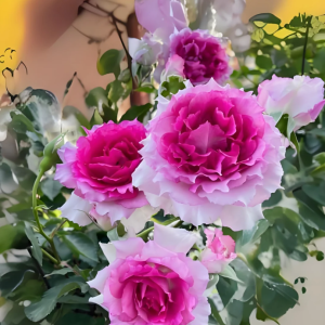 Doniazade Rose Plant for sale丨Your roses