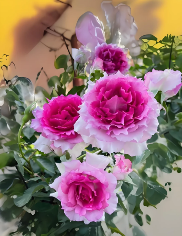 Doniazade Rose Plant for sale丨Your roses