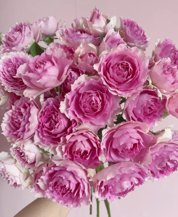 Pink Sheherazad Rose丨Your roses
