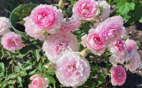 Doniazade Rose丨Your roses