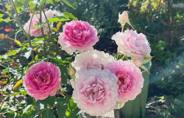Doniazade Rose for sale丨Your roses