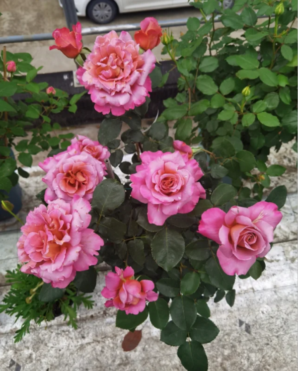 Drape Roses丨Your roses