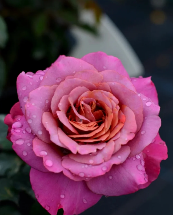 Drape Rose Plant丨Your roses
