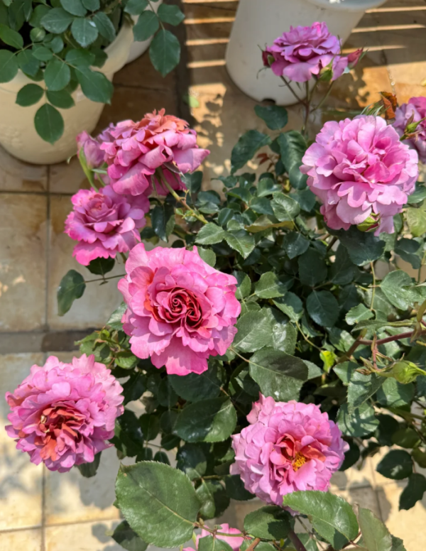 Drape Rose for sale丨Your roses