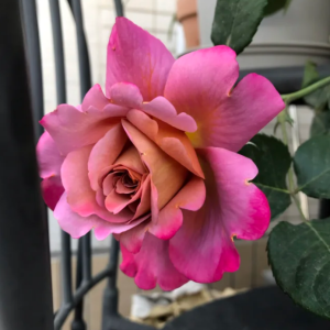 Drape Rose丨Your roses