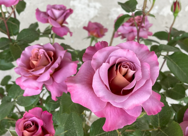 Rose Drape丨Your roses
