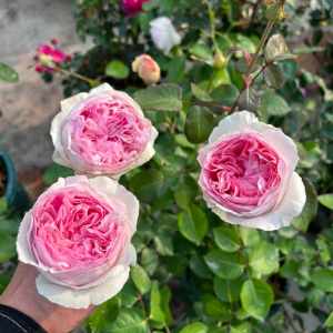 Eve Otome Heart Rose丨Your roses
