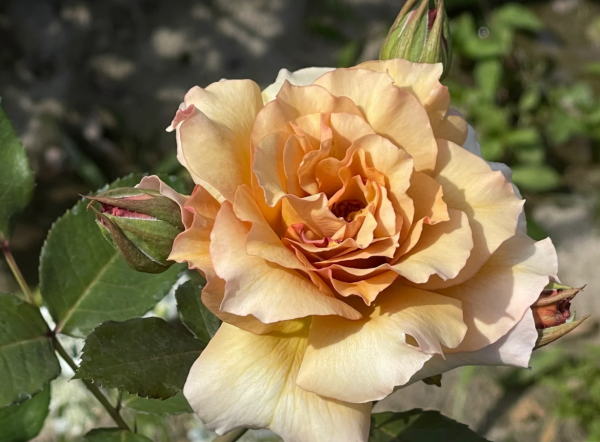 Rose Eventail d'or丨Your roses