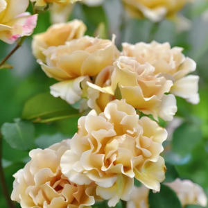 Eventail d'or Rose丨Your roses