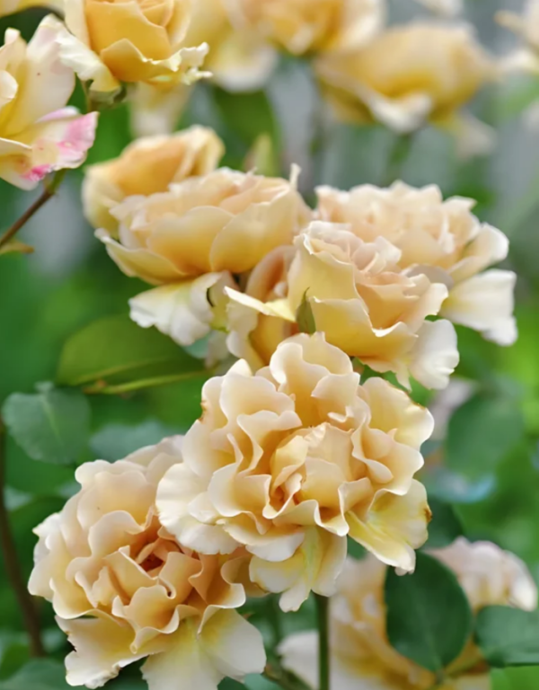 Eventail d'or Rose丨Your roses