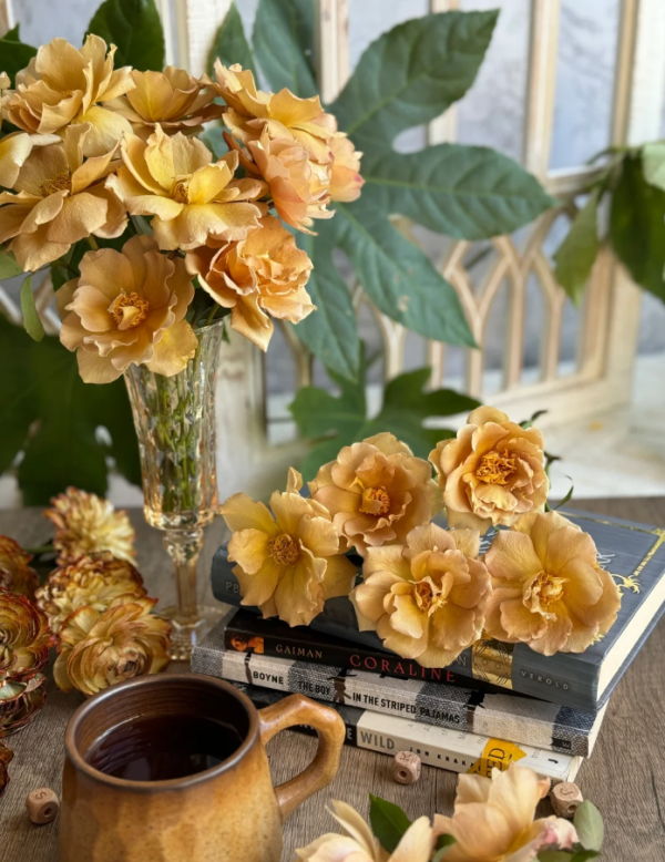 Eventail d'or Rose Plant丨Your roses