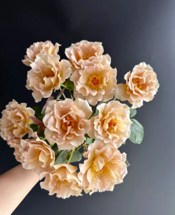 Eventail d'or Rose for sale丨Your roses