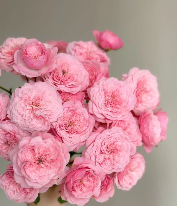 Filer Rose for sale丨Your roses