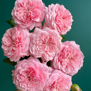 Filer Rose丨Your roses