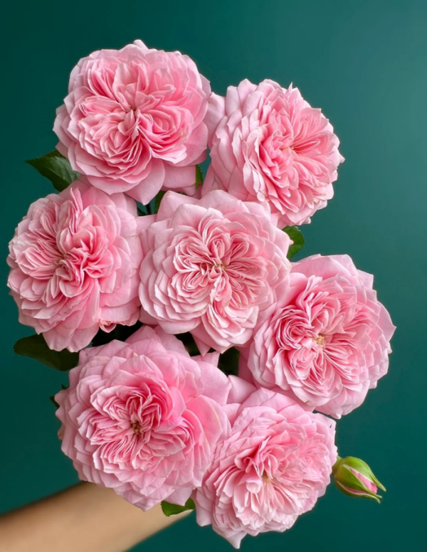 Filer Rose丨Your roses